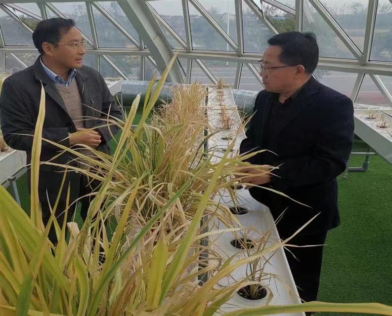 科技創(chuàng)新引領(lǐng)未來 湖北谷神科技園打造種業(yè)科研高地